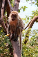  macaque