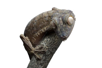 Leaf-tailed gecko (Uroplatus henkeli) closeup on tree with isolated background, Leaf-tailed gecko (Uroplatus henkeli)