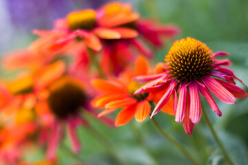 echinacea - coneflowers in the garden - close up