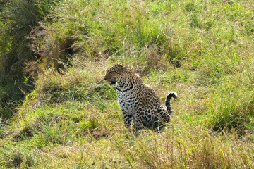 A leopard is patrolling his territory through the golden grass on the savanna of the Maasai Mara,...