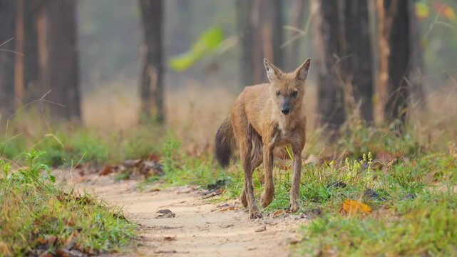 The dhole (Cuon alpinus) is a social, pack-living carnivore with a reddish coat, bushy tail, and remarkable teamwork in hunting, using unique vocalizations.
