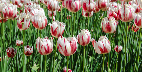 A field of white and red tulips with green stems