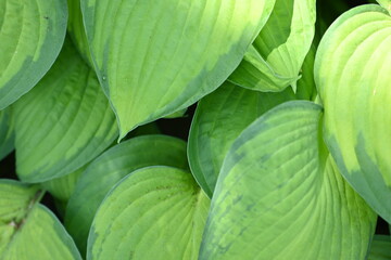 Obraz premium abstract close-up texture of green leaves, sustainability concept