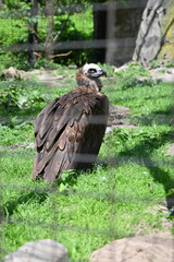 Large brown vulture standing on grass in an outdoor enclosure, photographed through a metal fence. The bird of prey is resting in natural sunlight with green foliage and trees in the background.