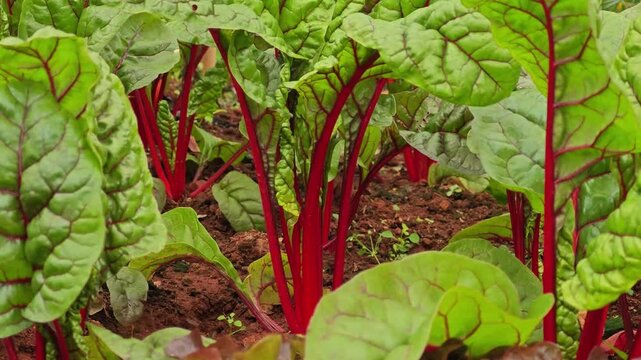 swiss chard