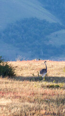 Vertical image of A lesser Rhea or Darwins Rhea bird of Patagonia standing on dry brown grass