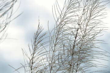 Delicate Silhouettes of Grass Blades Against a Soft Cloudy Sky