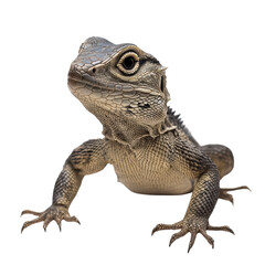 Obraz premium Lizard on White Background on transparent background.