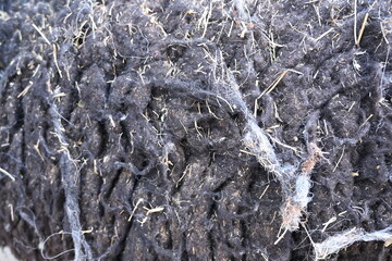 texture of grey dirty sheep's wool, texture of sheep's wool on the animal 