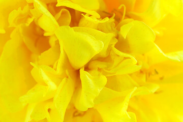 Close-Up of Vibrant Yellow Flower Petals in Natural Light