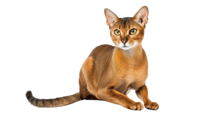 A sleek and agile Abyssinian cat with a short, shiny coat and alert expression, isolated on aTransparent background, PNG file . The cat's athletic build and elegant features are prominently displayed