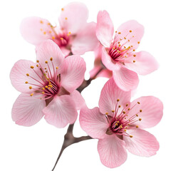 Cherry blossom, sakura flowers, isolated from background. suitable for use in design, architecture, decoration, as well as for use with natural materials both in print and on the Internet