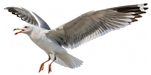 Fototapeta premium Flying Seagull with Open Beak