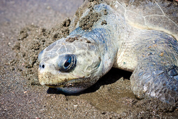 Obraz premium Sea turtle in the sand