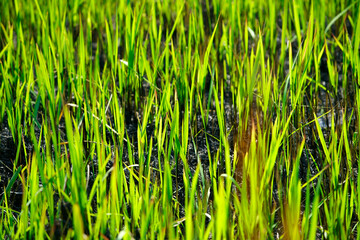 Lush Green Rice Plants Growing Vibrantly in Soft Soil Environment