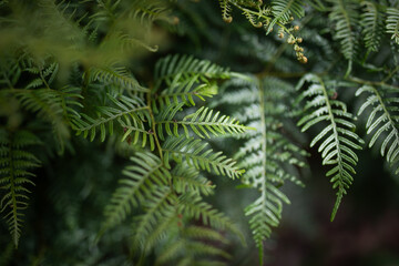 green fern leaves blur nature natural background