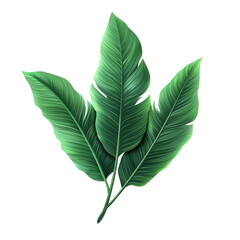 Bird Of Paradise clipart isolated on transparent background