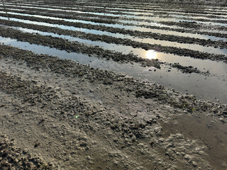 水田に映る夕日