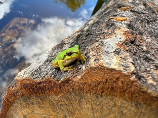木の幹にとまるカエル02