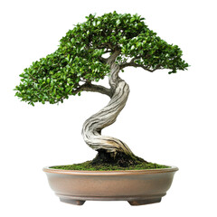 Bonsai Tree Twisted Trunk on transparent background.