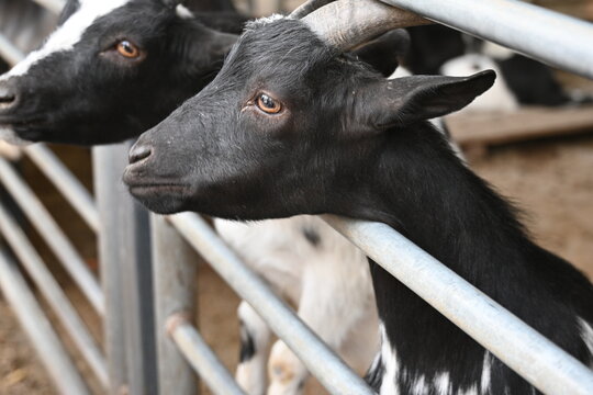 Goat looking up while standing behind a metal fence. Domestic farm animal in a petting zoo or farm environment.