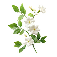 Fototapeta premium White jasmine flower with green leaves isolated on transparent background