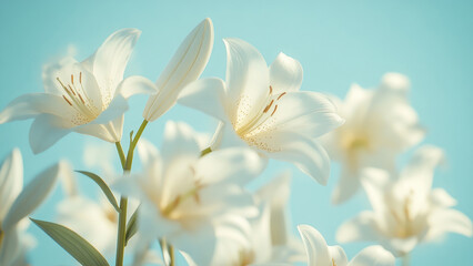 Fototapeta premium Close-Up of Beautiful White Lilies with a Soft Blue Background