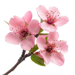 Cherry blossom, sakura flowers, isolated from background. suitable for use in design, architecture, decoration, as well as for use with natural materials both in print and on the Internet