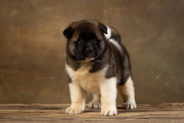 American Akita puppy on a uniform background
