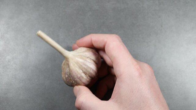 Holding a single garlic bulb in hand