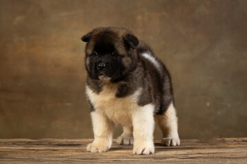 American Akita puppy on a uniform background