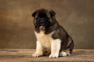 American Akita puppy on a uniform background