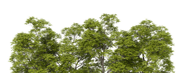 Rainforest woods trees landscaping clip art transparent backgrounds 3d rendering png