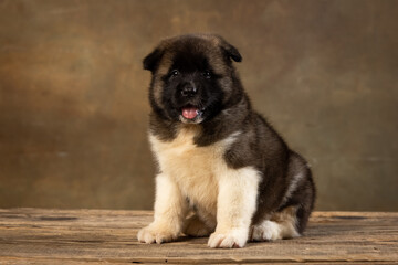 American Akita puppy on a uniform background