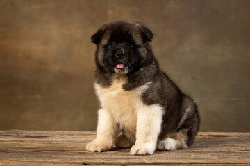 Fototapeta premium American Akita puppy on a uniform background
