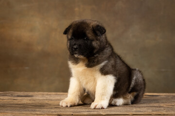 American Akita puppy on a uniform background