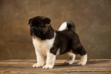 American Akita puppy on a uniform background