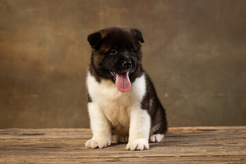 American Akita puppy on a uniform background