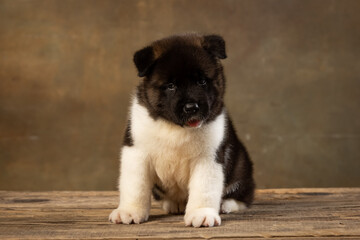 American Akita puppy on a uniform background