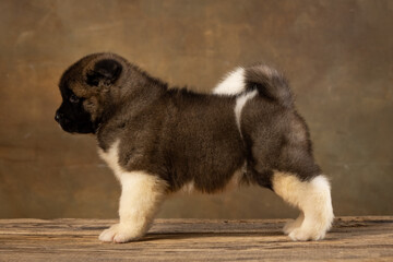 American Akita puppy on a uniform background