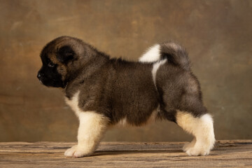 American Akita puppy on a uniform background