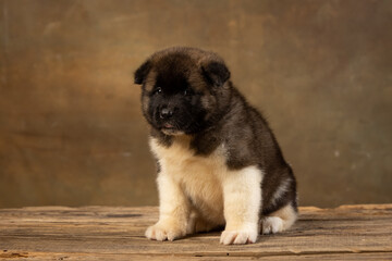 American Akita puppy on a uniform background