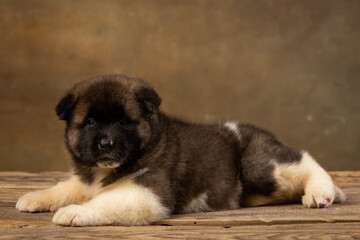 Obraz premium American Akita puppy on a uniform background