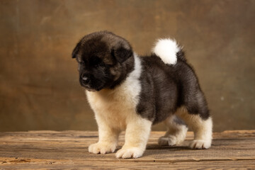 American Akita puppy on a uniform background