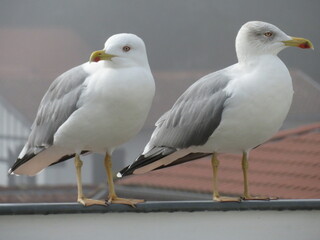 Goélands Leucophée en binôme