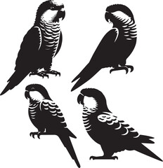 set of quaker parrot sitting poses,black and white quaker parrot, quaker parrot perched