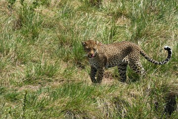 A leopard is patrolling his territory through the golden grass on the savanna of the Maasai Mara, Kenya