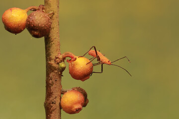 A young milkweed assassin bug eats the fruit of a wild plant. This insect has the scientific name...