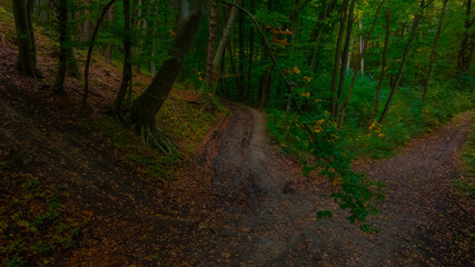forest deep seasonal nature panorama foreshortening trees foliage and dirt ground photography