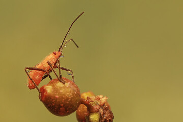 A young milkweed assassin bug eats the fruit of a wild plant. This insect has the scientific name...